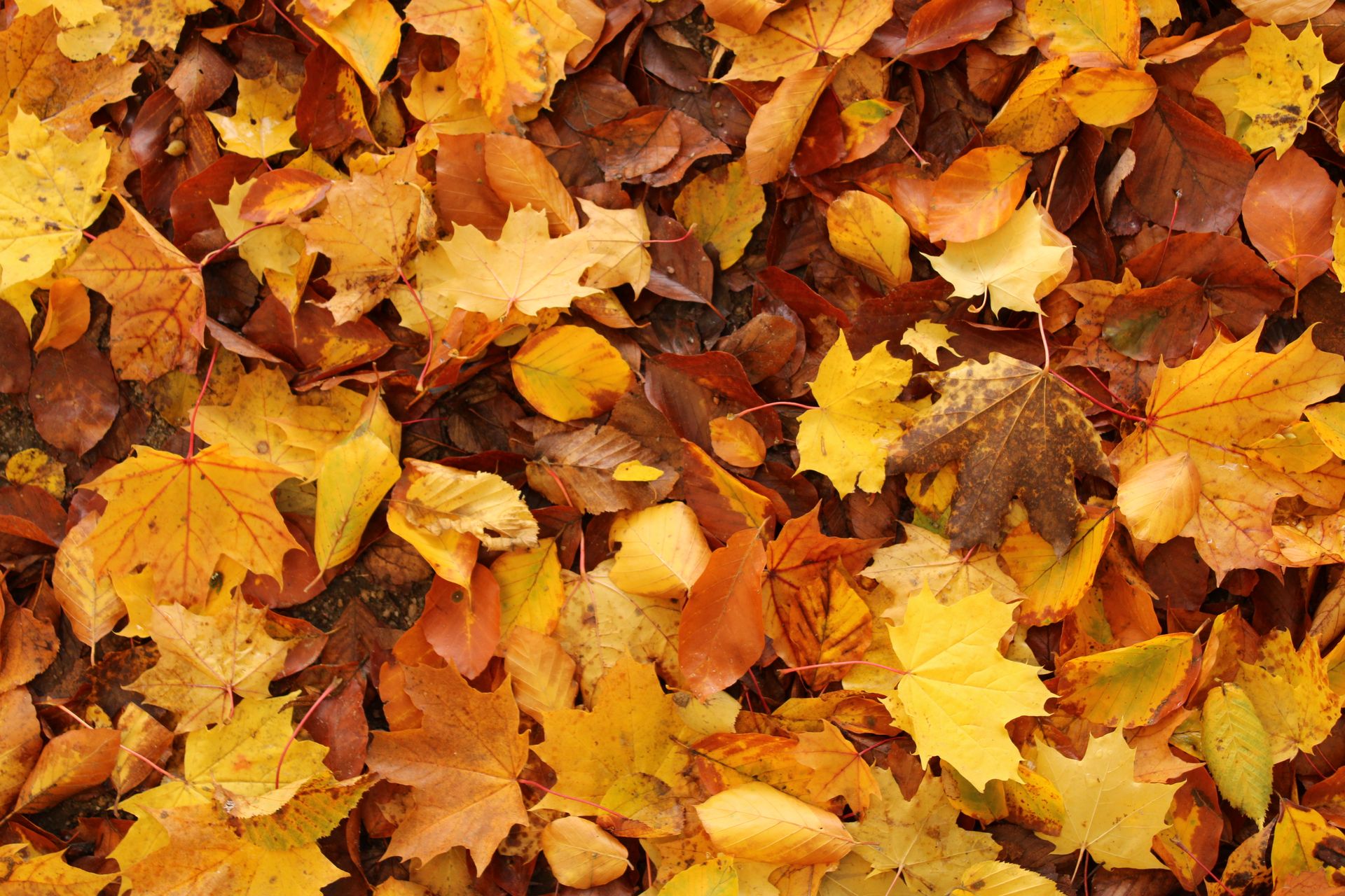 Autumn leaves