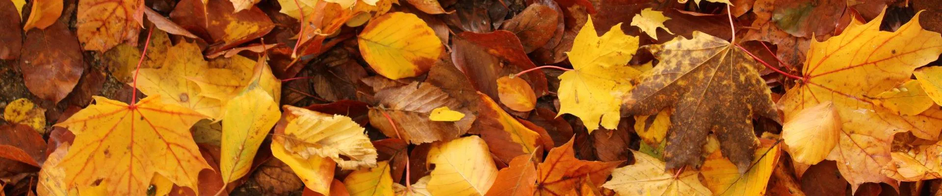 Autumn leaves