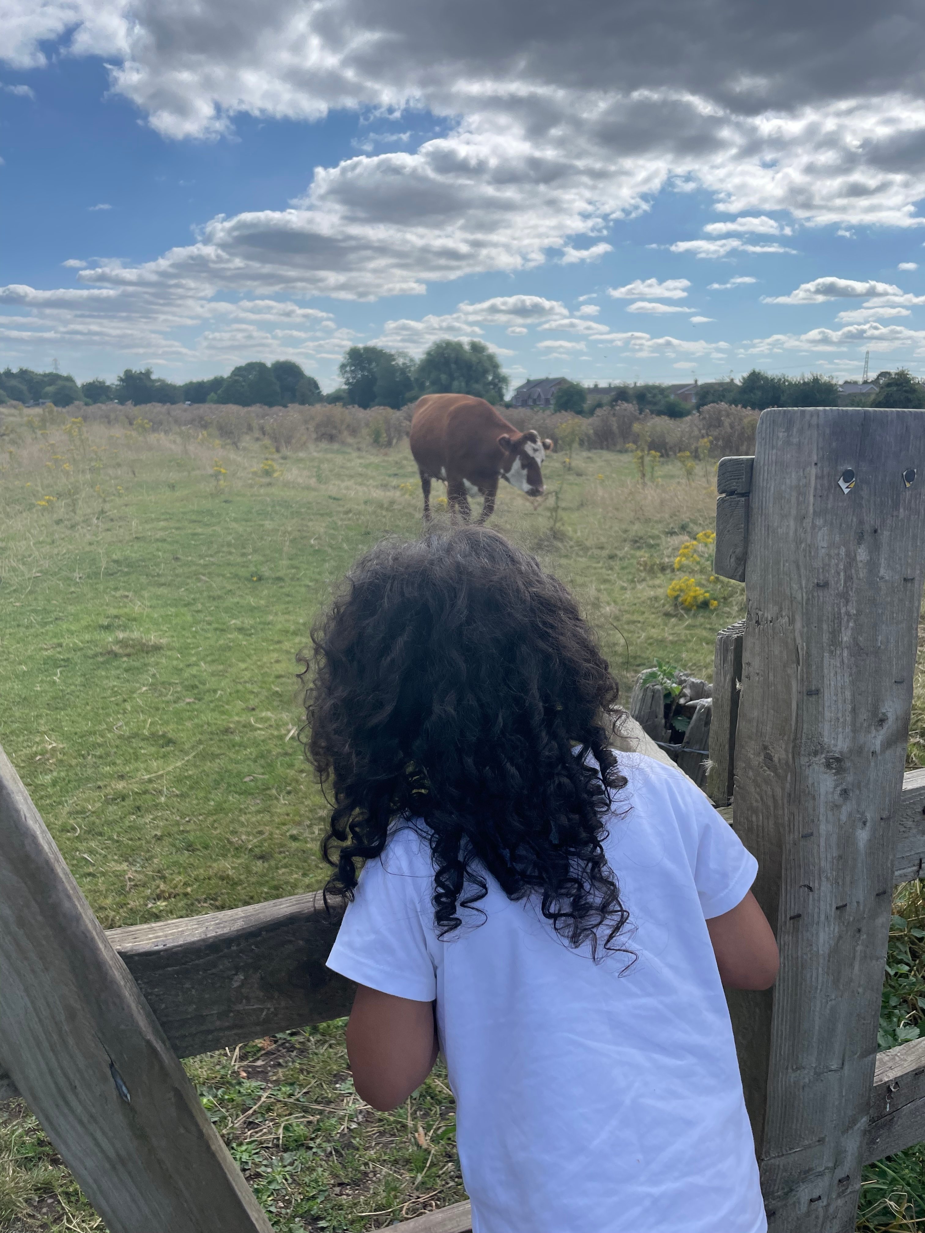 Visiting the cows on Cogley Lane photo 1