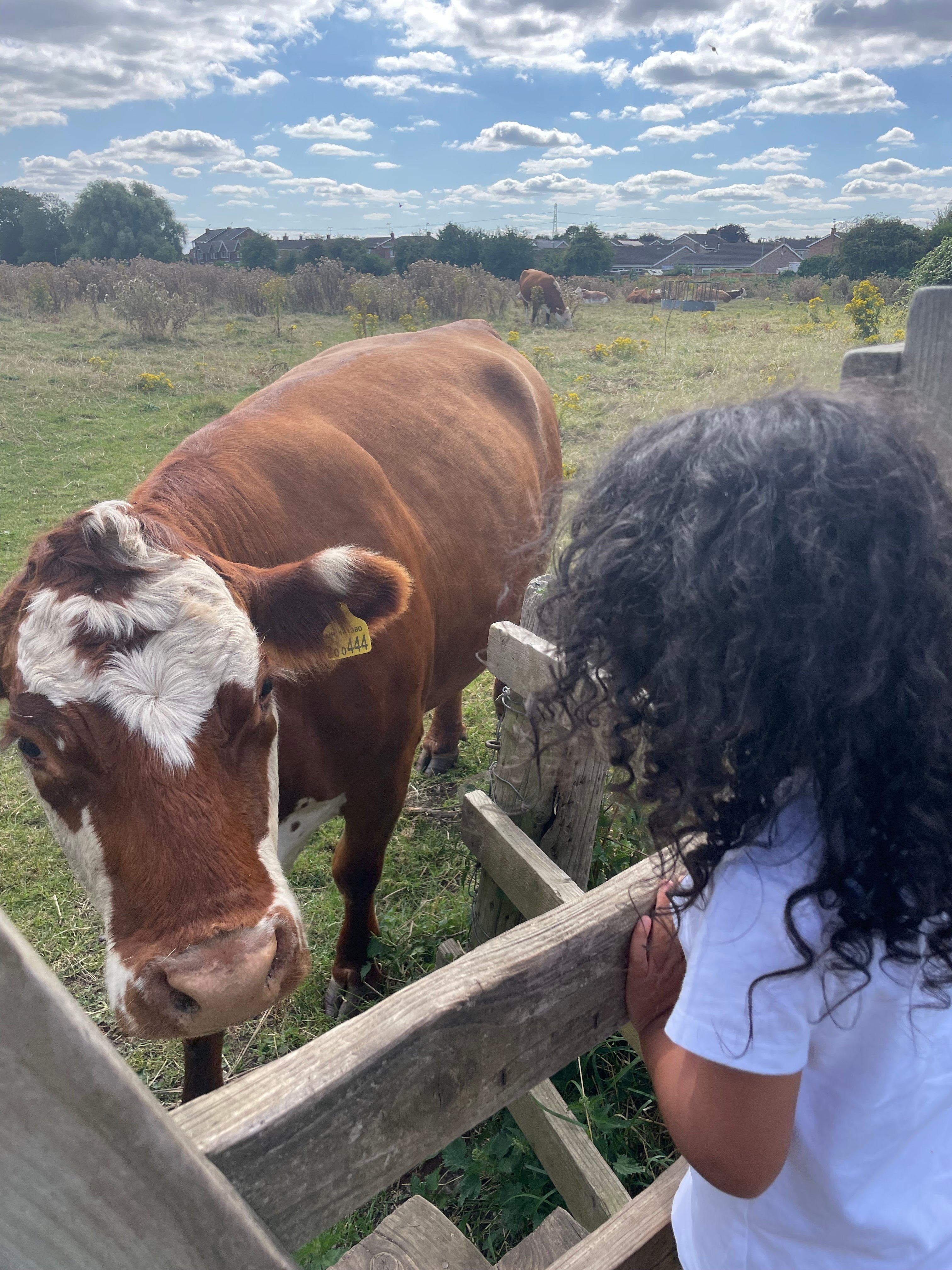 Visiting the cows on Cogley Lane photo 2