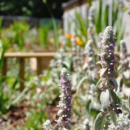 Rusticus gardens