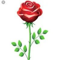 Red Rose