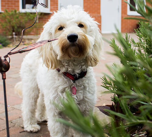 dog-block-1.jpg