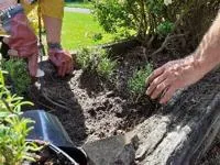People gardening