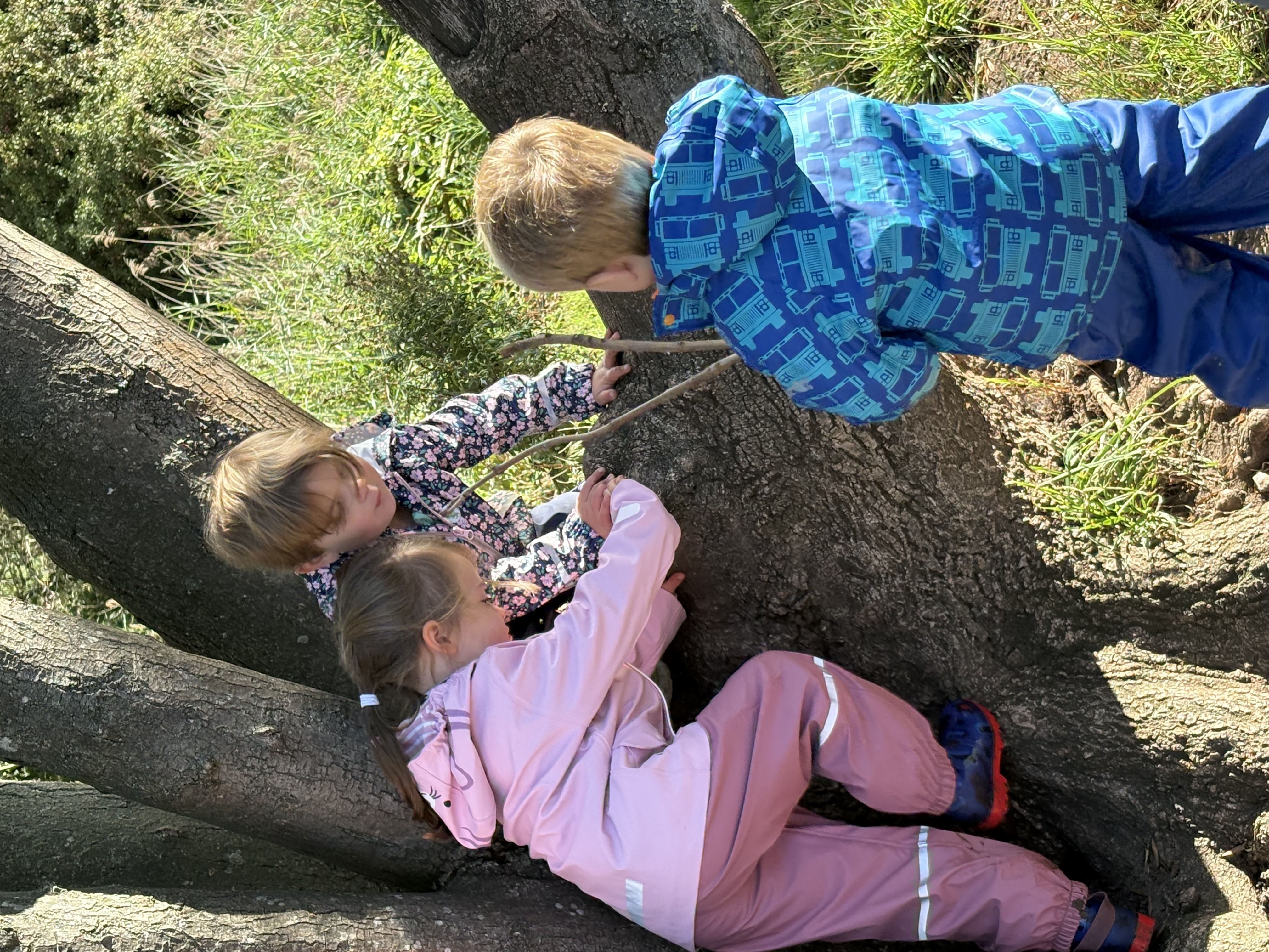 photograph of children playing in a tree
