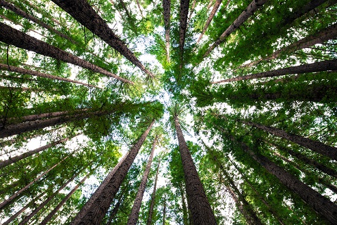 Forest Picture Trees