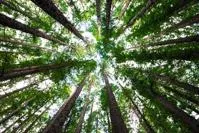 Forest Picture Trees